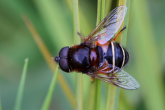 Eristalis cryptarum