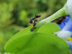 Nylanderia bourbonica