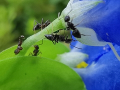 Nylanderia bourbonica