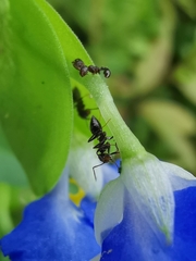Nylanderia bourbonica