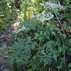 Selinum physospermifolium