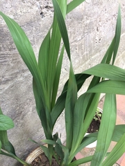 Liliopsida