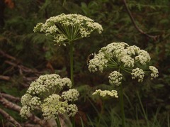 Ligusticum canbyi