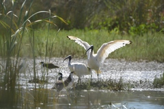 Threskiornis molucca