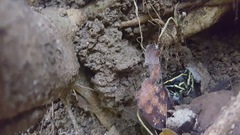 Dendrobates truncatus