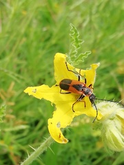 Chauliognathus limbicollis