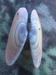 Gari lineolata
