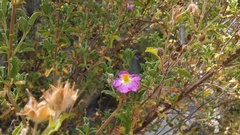 Cistus