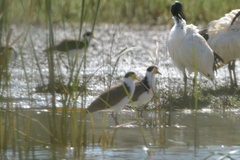 Vanellus miles novaehollandiae