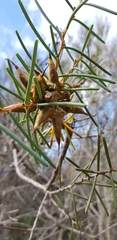 Hakea teretifolia
