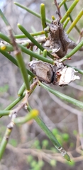 Hakea teretifolia