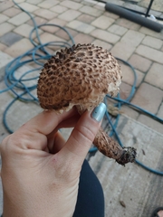 Strobilomyces strobilaceus image