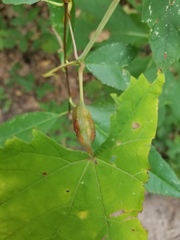 Neolasioptera vitinea