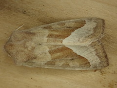 Hydraecia medialis