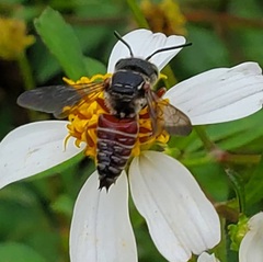 Coelioxys slossoni slossoni
