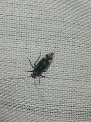 Cerastipsocus trifasciatus