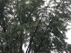 Ginkgo biloba