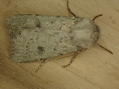 Agrotis vetusta