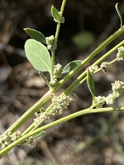 Chenopodium atrovirens