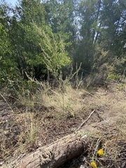 Chenopodium atrovirens