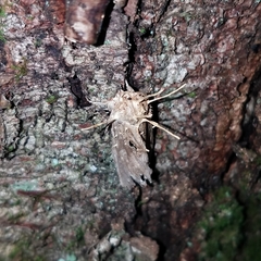 Akanthomyces aculeatus