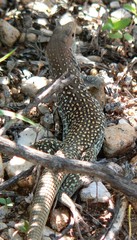 Aspidoscelis stictogrammus