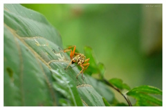 Macromerella honesta