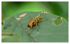 Macromerella honesta