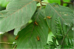 Macromerella honesta