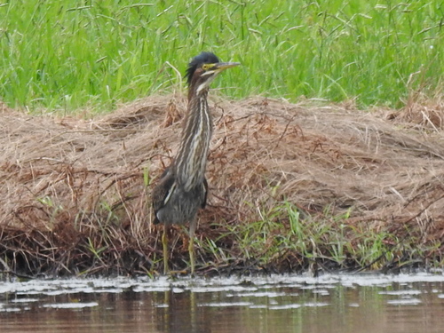 Green Heron photographed in Texas