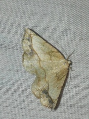Patalene olyzonaria