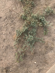 Vachellia pennatula