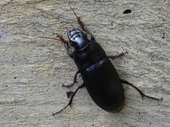 Harpalus caliginosus