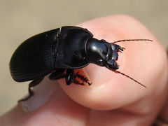 Harpalus caliginosus
