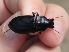 Harpalus caliginosus