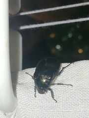 Paranomala cincta