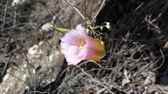Calochortus plummerae