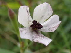 Microbotryum saponariae