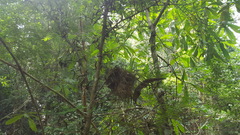 Thryophilus rufalbus