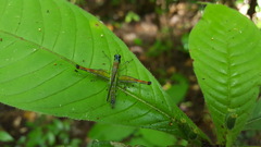Eumastacidae