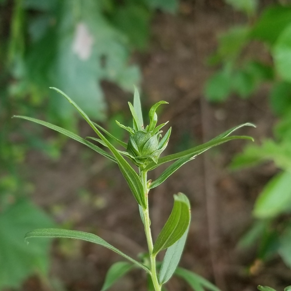Asphondylia pseudorosa