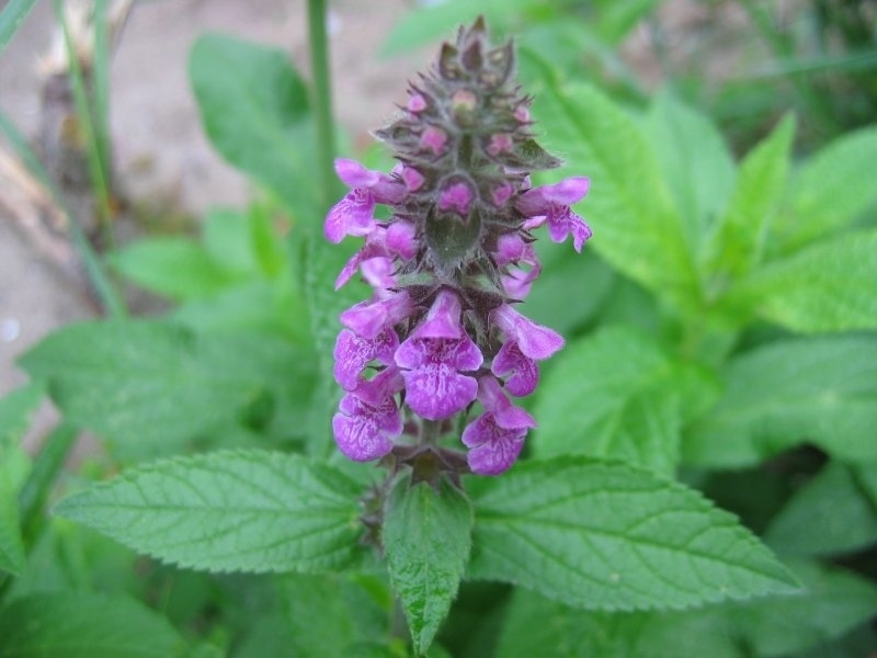 Hybrid Woundwort
