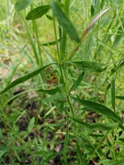 Eupatorium linearifolium