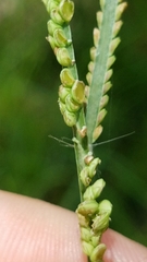 Paspalum praecox