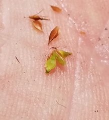 Rhynchospora gracilenta