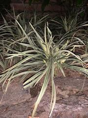 Ophiopogon jaburan