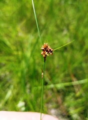 Rhynchospora plumosa