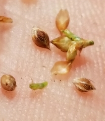 Rhynchospora plumosa