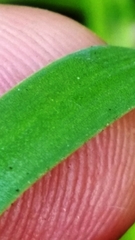 Xyris scabrifolia