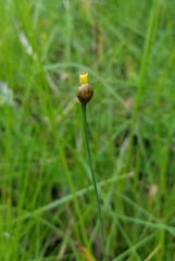 Xyris scabrifolia
